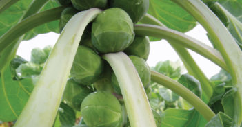 Syngenta invests in new UK vegetable seed supply logistics Syngenta invests in new UK vegetable seed supply logistics