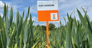 Six New KWS wheat additions to 2022/23 RL span all groups