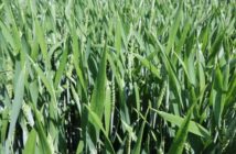 New Group 2 wheat ticks key sustainability boxes