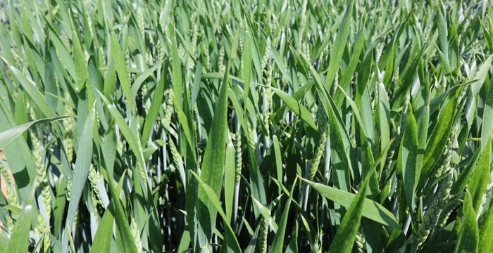 New Group 2 wheat ticks key sustainability boxes