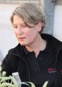 New Group 2 wheat ticks key sustainability boxes