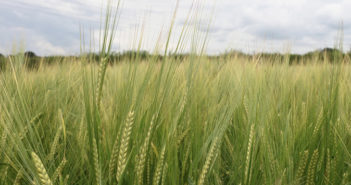 Two new Syngenta barley varieties have been added to the latest AHDB Recommended List.