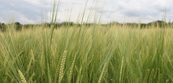 Two new Syngenta barley varieties have been added to the latest AHDB Recommended List.
