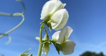 Investment in high tech breeding brings increases in pulse crop yields Investment in high tech breeding brings increases in pulse crop yields