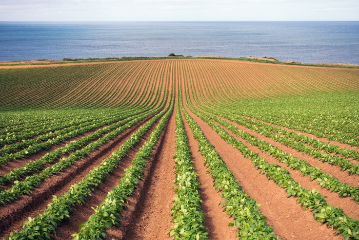 Potato conference signposts new direction for industry