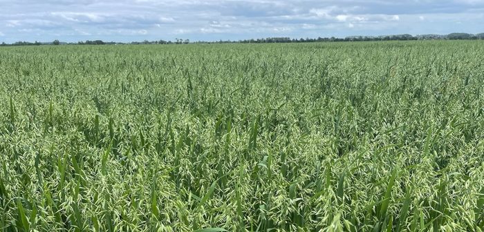 New spring oat varieties pushing shift in the market
