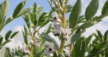 New protection for big bean crop