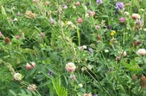 Pay attention to planting conditions with stewardship mixes