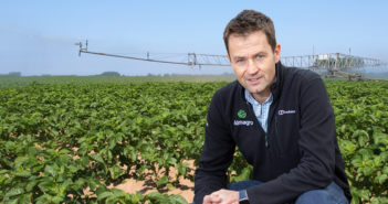 Heat stress proves major pain point for potato growers