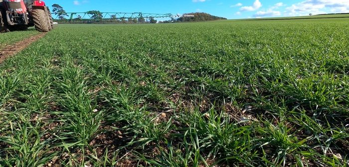 Assistance to optimise spring grass weed application