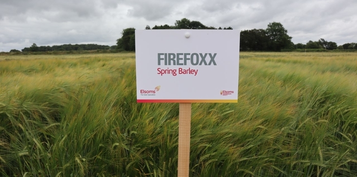 High yielding Firefoxx offers genetic diversity for malting barley growers and the distilling industry