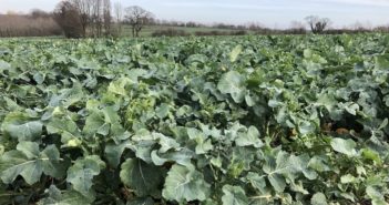 Window of opportunity opens for controlling ‘red-faced’ weeds in oilseed rape