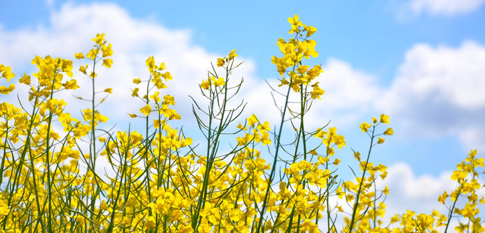 Autumn nitrogen stabiliser available to cereal and oilseed rape growers in the UK and Ireland