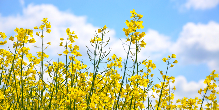 Valuable but variable oilseed rape crops need tailored protection, expert says