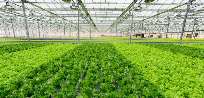 Tomtech helps create ideal environment as government encourages more producers to grow under glass