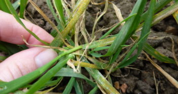 The perfect storm for yellow rust