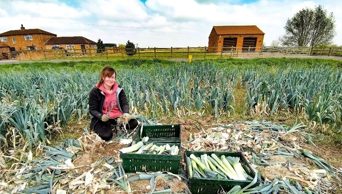 3 tonnes of surplus leeks rescued from Lincolnshire farm to help tackle food poverty