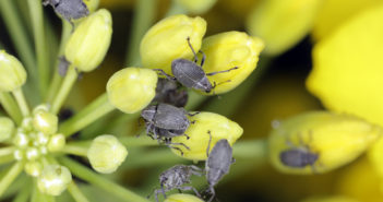 Act swiftly and safely to protect valuable crops from pest attacks