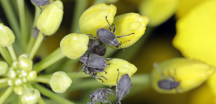 Act swiftly and safely to protect valuable crops from pest attacks