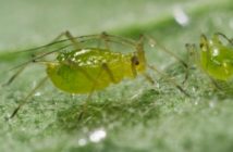 Sugar beet growers advised to check crops for aphids