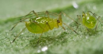 Sugar beet growers advised to check crops for aphids