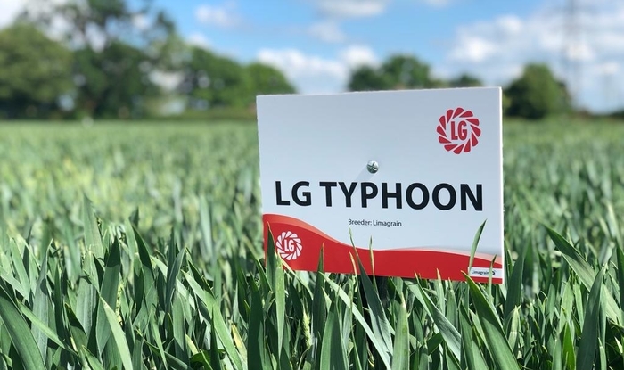 LG Typhoon – a wheat bred with consistency and security in mind