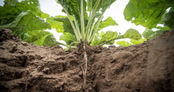 Regulation is still a threat to biostimulant use on UK farms. Regulation is still a threat to biostimulant use on UK farms.