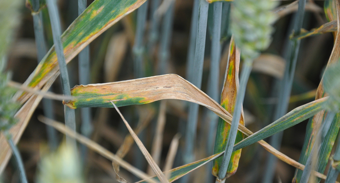 High fertiliser costs create double need for top-level wheat disease management