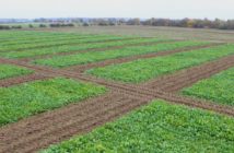Innovative sugar beet varieties highlight importance of plant breeding