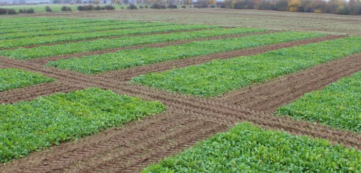 Innovative sugar beet varieties highlight importance of plant breeding
