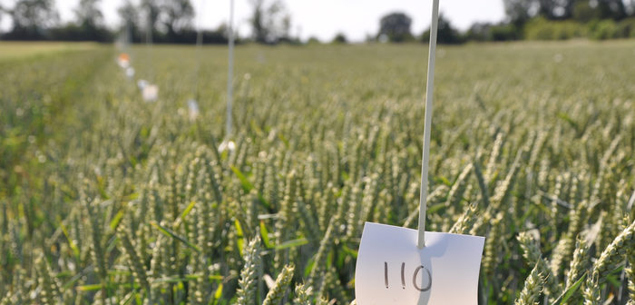 Cereal trial site and crop production open day in Yorkshire