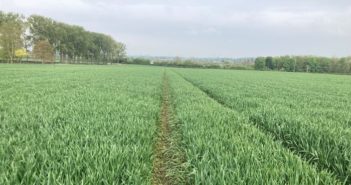 Nelson offers high protein efficiency from lower nitrogen inputs