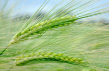 New varieties, resilient varieties and rooting – are all Syngenta topics at Cereals 2022