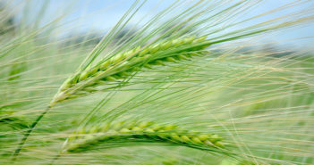 New varieties, resilient varieties and rooting – are all Syngenta topics at Cereals 2022