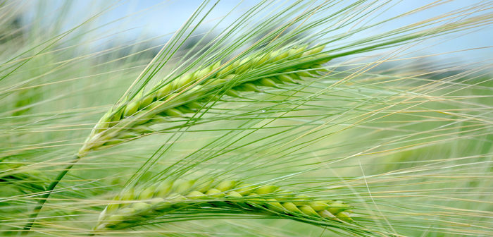 New varieties, resilient varieties and rooting – are all Syngenta topics at Cereals 2022
