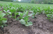 Bean crops under disease pressure