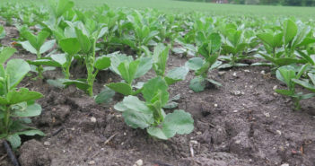 Bean crops under disease pressure