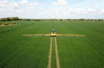 High levels of septoria found in wheat plant samples as T2 sprays are prepared