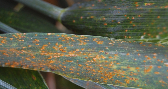 Unsettled weather brings higher risk of late season disease