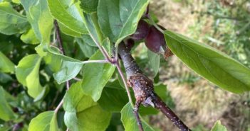 Exploring novel solutions to canker control