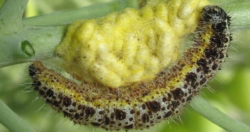 Wanted Large White butterfly caterpillars