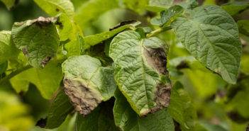 Exploiting soil microbiomes to fight potato late blight Exploiting soil microbiomes to fight potato late blight