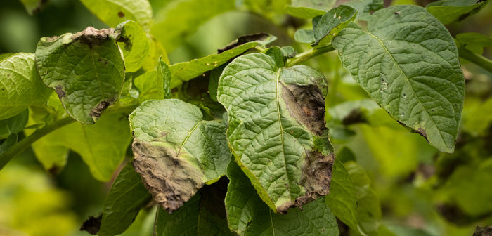 Exploiting soil microbiomes to fight potato late blight