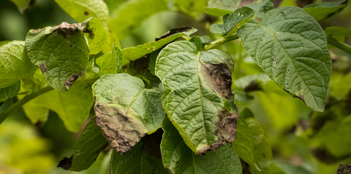 Exploiting soil microbiomes to fight potato late blight