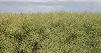Variety choice takes on added importance as OSR area set to increase