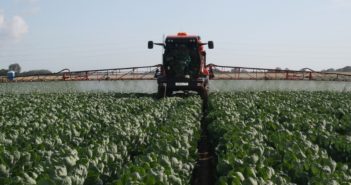 Brassica Alert better targets agronomy decisions