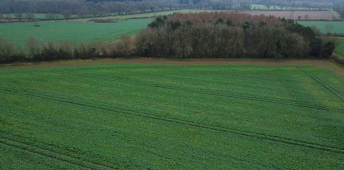 Herbicide strategy evolution should be considered by farmers returning to oilseed rape