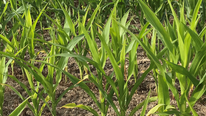 Don't get caught out by early maturing maize crops, warns Wynnstay crop manager