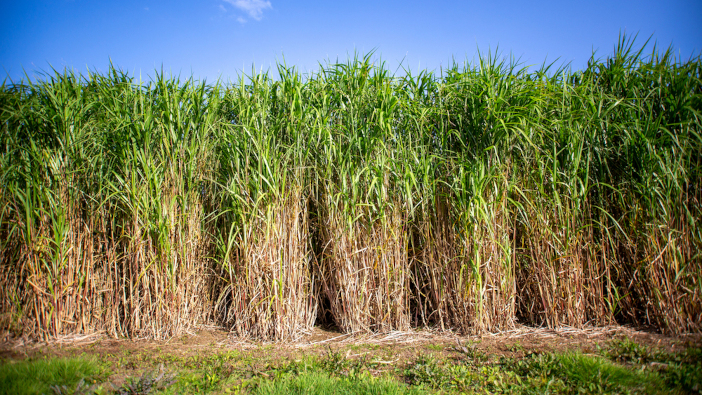 Government grants £3.3m in funding to Miscanthus upscaling project