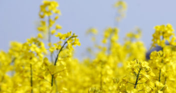 Simple and rapid OSR light leaf spot test to be available from September